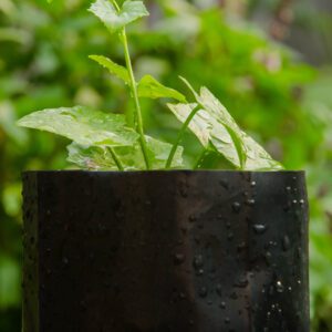 plant in black bag nursery in morning sunlight