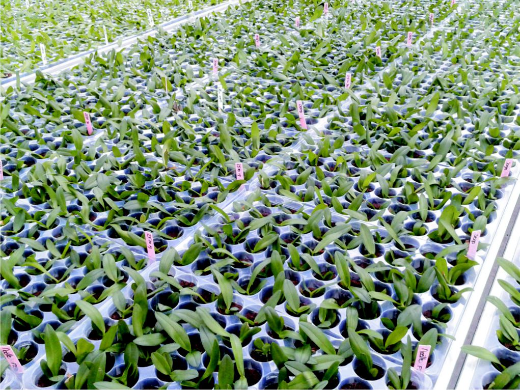 Jiffy Orchid Plug & Trays Egmont Commercial