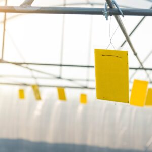 Trap of insect / Yellow glue board trap