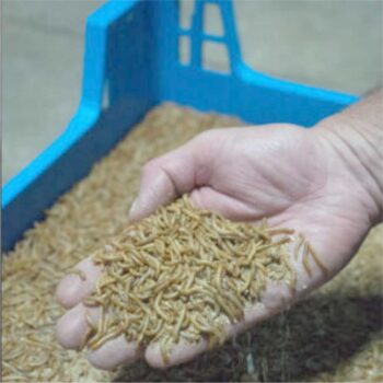 Insect Breeding Box - Egmont Commercial