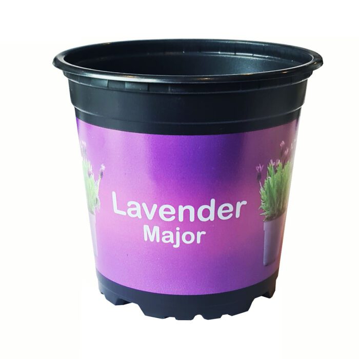 lavender