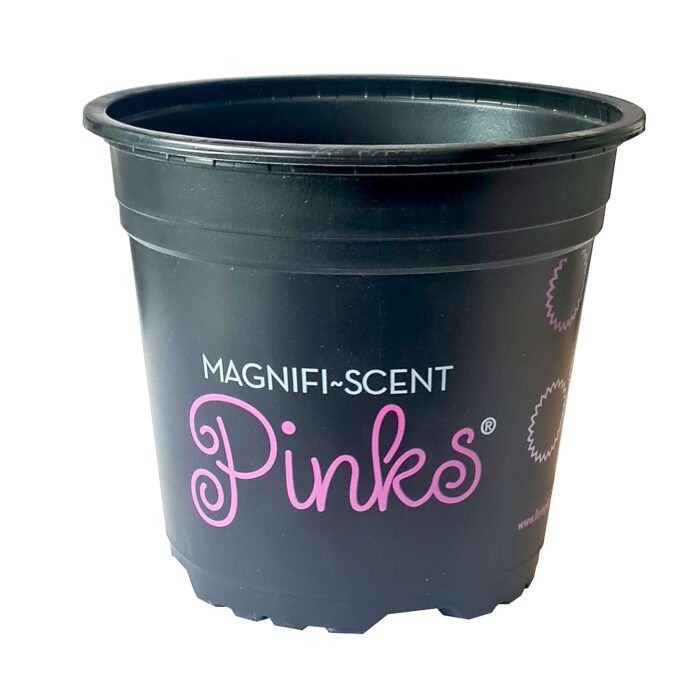 pinks
