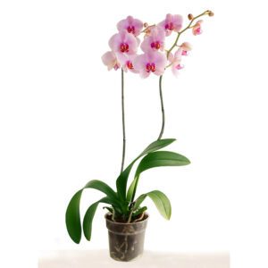 pretty pink orchid Phalaenopsis close up isolated