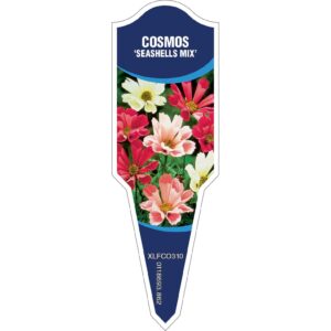 COSMOS Seashell Mix