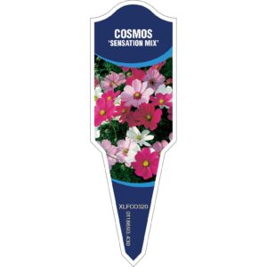 COSMOS Sensation Mix