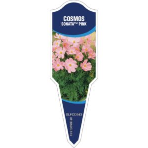 COSMOS Sonata Pink