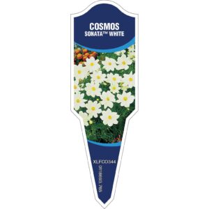 COSMOS Sonata White