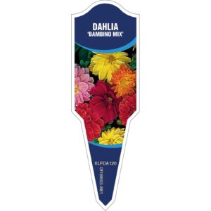 DAHLIA Bambino Mix