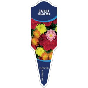 DAHLIA Figaro Mix
