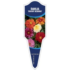 DAHLIA Dwarf Bedding Mix