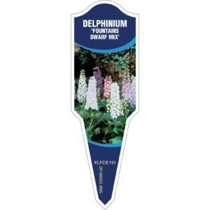 DELPHINIUM Fountains Dwarf Mix