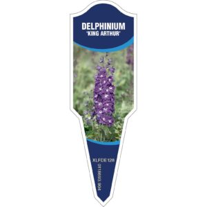 DELPHINIUM King Arthur