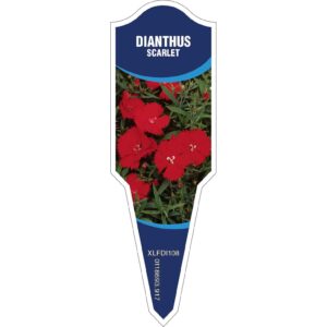 DIANTHUS Scarlet