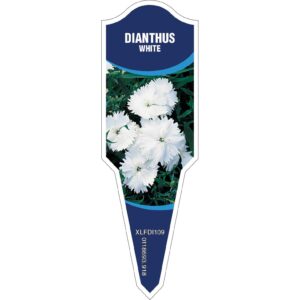 DIANTHUS White