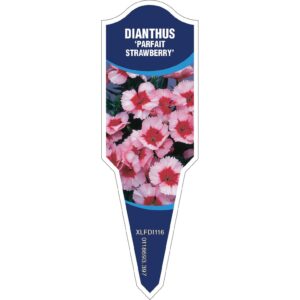 DIANTHUS Parfait Strawberry