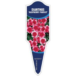 DIANTHUS Parfait Raspberry