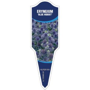 ERYNGIUM Blue Hobbit