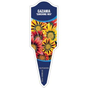GAZANIA Sunshine Mix