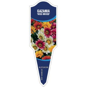 GAZANIA Kiss Mix