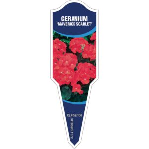 GERANIUM Maverick Scarlet