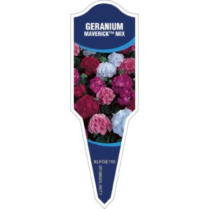 GERANIUM Maverick Mix