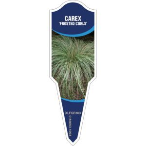 CAREX Frosted Curls