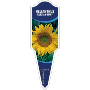 HELIANTHUS Russian Giant