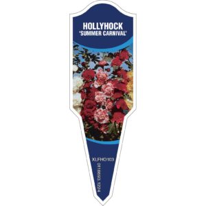 HOLLYHOCK Summer Carnival