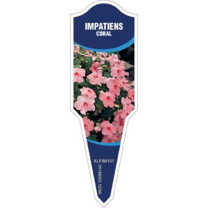 IMPATIENS Coral