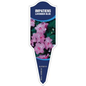 IMPATIENS Lavender Blue