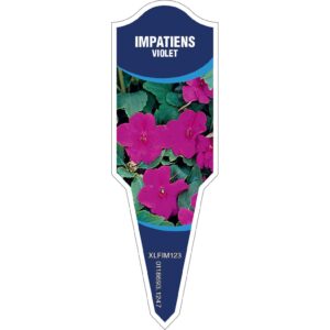 IMPATIENS Violet