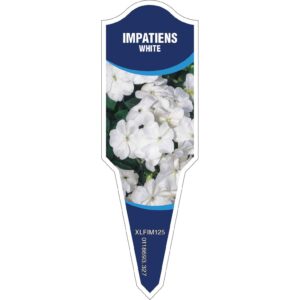 IMPATIENS White