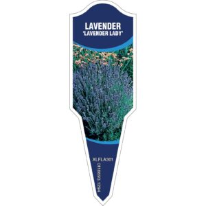 LAVENDER Lavender Lady