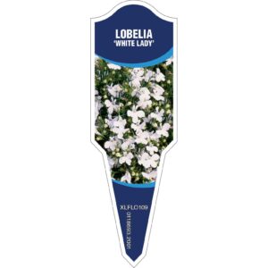 LOBELIA White Lady