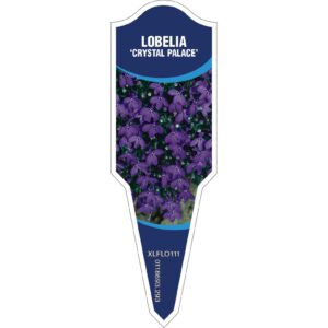 LOBELIA Crystal Palace