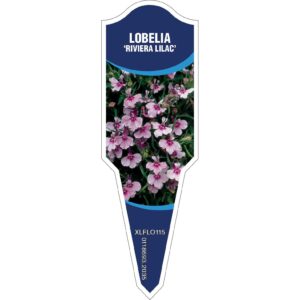 LOBELIA Riviera Lilac