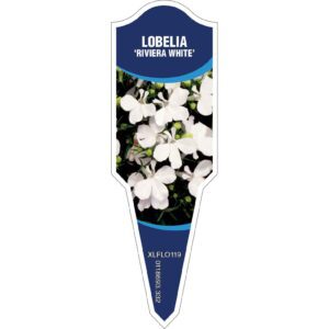 LOBELIA Riviera White