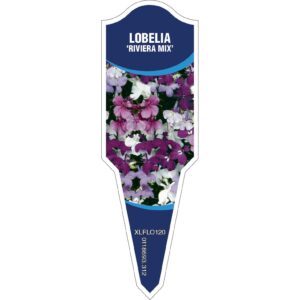 LOBELIA Riviera Mix