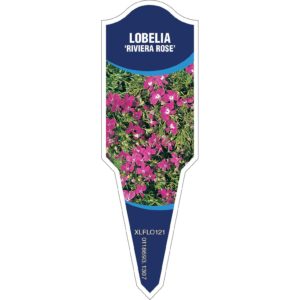 LOBELIA Riviera Rose