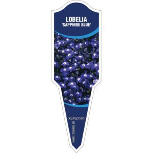 LOBELIA Sapphire Blue