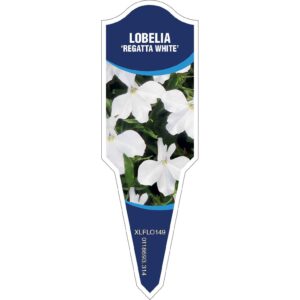 LOBELIA Regatta White