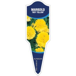 MARIGOLD Boy Yellow