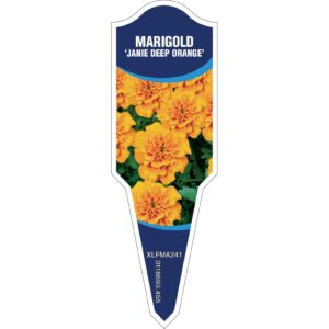 MARIGOLD Janie Deep Orange
