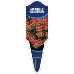 MARIGOLD Durango Flame