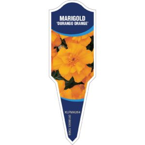 MARIGOLD Durango Orange