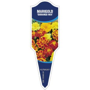 MARIGOLD Durango Mix