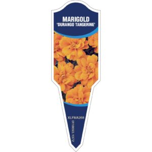 MARIGOLD Durango Tangerine
