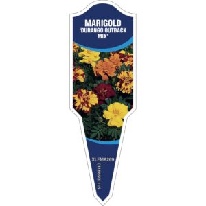 MARIGOLD Durango Outback Mix