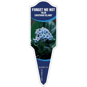 MYOSOTIS Forget Me Not