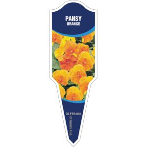 PANSY Orange